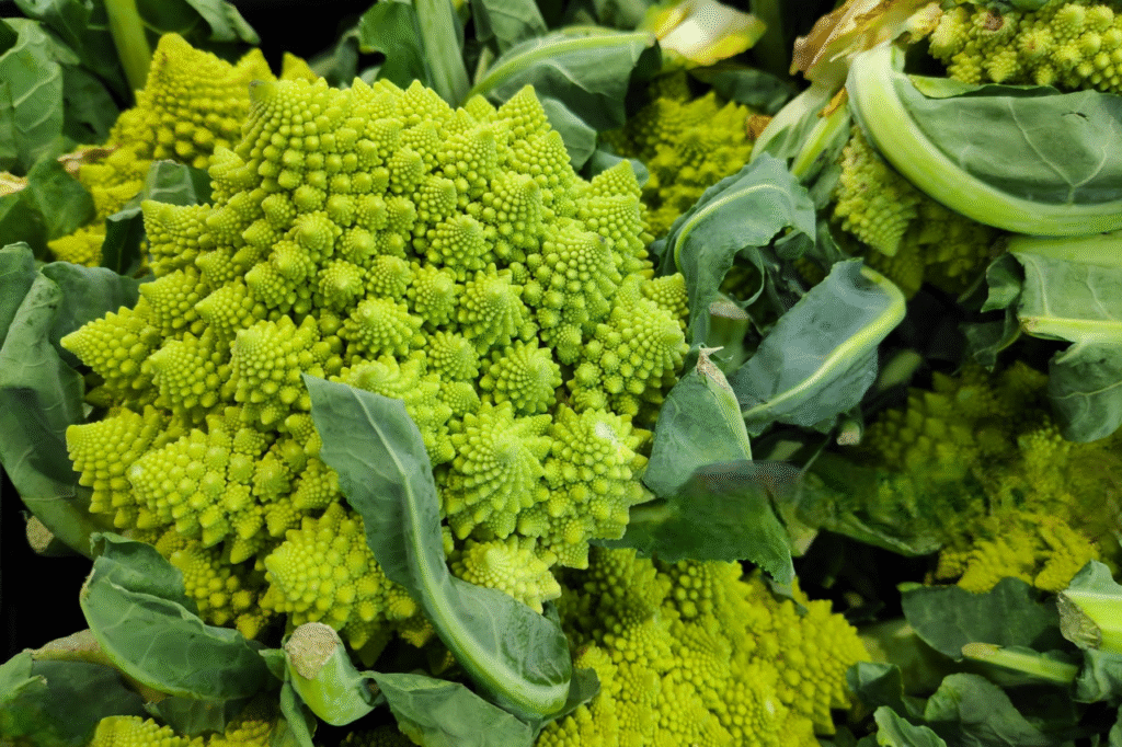 le vert potelé d'italie