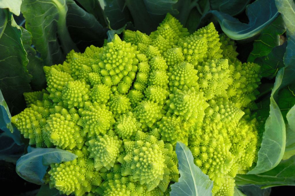 le vert potelé d'italie